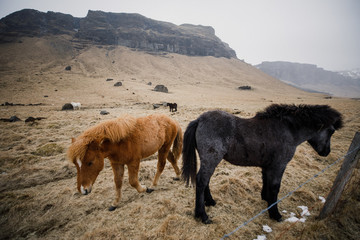 Beautiful Icelandic horses are walking
