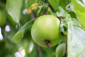 green apple on apple-tree branch in the garden.