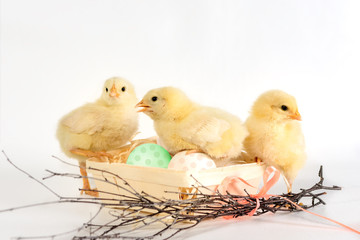 Three Chicks in a nest with colorful eggs. Easter Chick I
