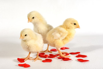 Three Chicks stand side by side. Valentine's day for lovers.