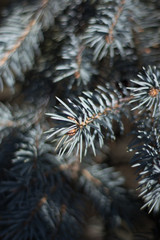 Needles of evergreen spruce 