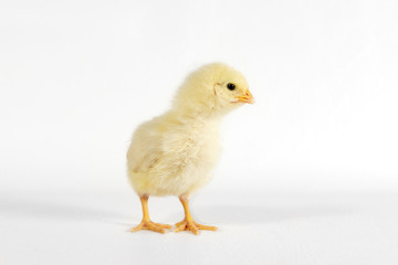 Little yellow chick looking to the side, isolated background