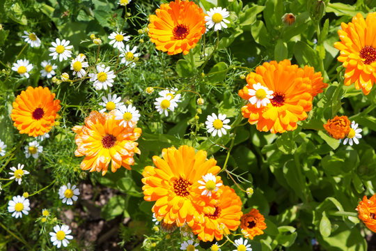 Germany, Rhineland-Palatinate, Pot Marigold (Calendula officinalis) and Chamomile (Matricaria chamomilla)
