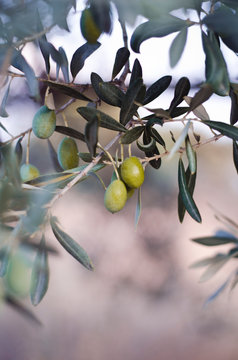 Turkey, Foca, green olives on tree