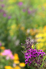 Obraz premium The vivid purple flowers of New York ironweed (Vernonia noveboracensis) angainst a soft-focus background of colorful garden flowers, with copy space