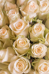 White rose bouquet on Valentine's day