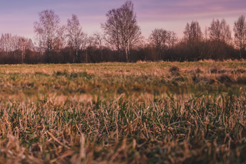 Brzozy o zachodzie słońca, piękne pomarańczowe niebo, złota godzina © Dreamnordno