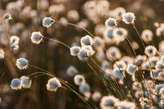 Germany, North Rhine-Westphalia, Recker Moor, Cotton grass