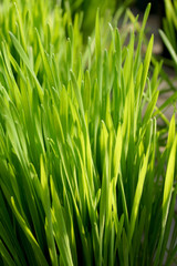 Fototapeta na wymiar Closeup of the bright green leaf blades of 