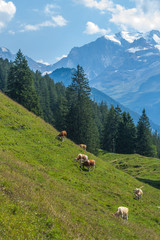 Beautiful swiss alps mountains. Alpine meadows.