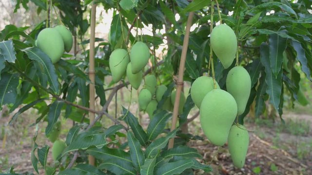 4K: Mango tree with fruits. Bunch of green mango on tree. Bunch of green ripe mango on tree in garden.