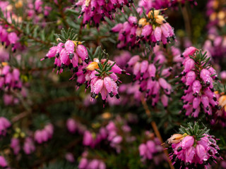 Closeup of the bright pink flowers and green leaves of the winter heath, Erica carnea