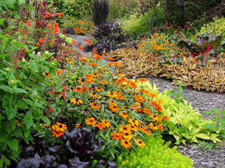 Fototapeta na wymiar A fall garden with 'Profusion Orange' zinnia, bronze- and chartreuse-leaved sweet potato vines, and other annuals and tender perennials; shot at a low angle