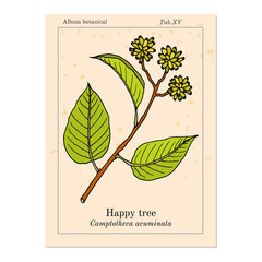Happy or cancer tree camptotheca acuminata medicinal plant