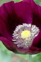 Closeup of the center of the single, violet-purple flower of 'Lauren's Grape' poppy (Papaver...
