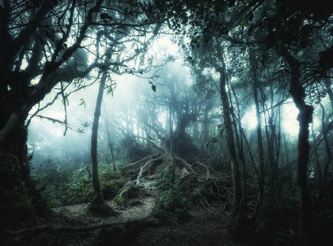 Fototapeta Fantasy tropical jungle forest in surreal colors. Concept landscape