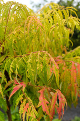 The bright yellow (golden) foliage of Tiger Eyes staghorn sumac (Rhus typhina 'Bailtiger')