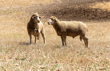 Caledon, Western Cape, South Africa. Dec' 2019. Dohne Marino breed of sheep grazing on a farm close to caledon, South Africa.