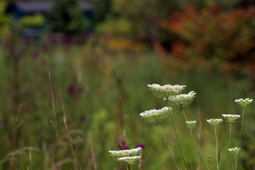The lacy white flowers of Queen Anne's lace (Daucus carota var, carota) in a summer meadow, with...