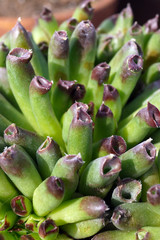 Closeup of the curiously 