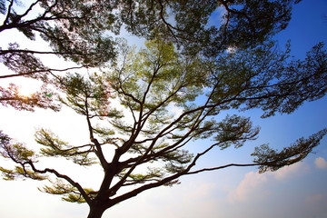 Terminalia ivorensis, evening tree silhouette at Suan Luang Rama9 Bangkok Thailand