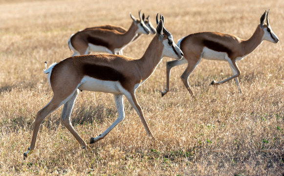 Caledon, Western Cape, South Africa. Dc 2019.  Springbok grazing on farmland in the Overberg region of the Western Cape, South Africa