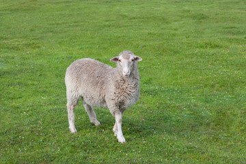 Obraz na płótnie Canvas A beautiful gray sheep walks on the fresh green grass in the village