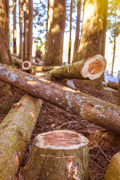 Lamber Bilder – Durchsuchen 392 Archivfotos, Vektorgrafiken und Videos ...