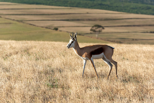 Caledon, Western Cape, South Africa. Dc 2019.  Springbok grazing on farmland in the Overberg region of the Western Cape, South Africa