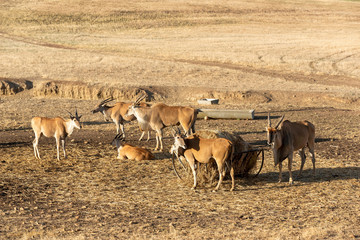 Caaledon,Western Cape, South Africa. Dec 2019. Eland feeding on a farm in the Overberg region of South Africa