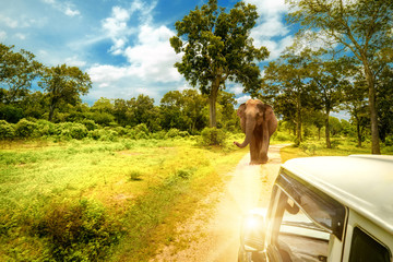 Exploring lwild elephants at jeep safari in Sri Lanka © PerfectLazybones