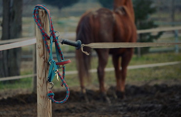 halter next to a horse in the paddock