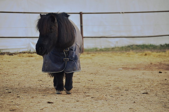  a black pony with the blanket is walking in the paddok