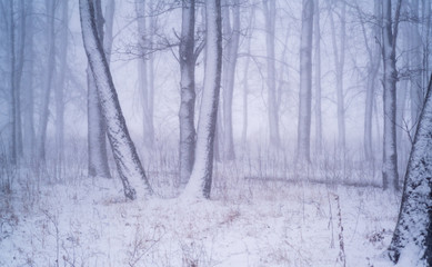 winter forest during heavy snowfall. beautiful winter landscape
