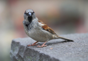 bird,vogel,spatz,stadt,natur,tier,garten,park