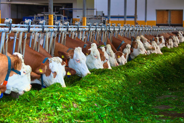 cows in a row