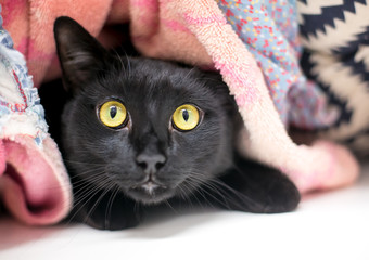 A timid black domestic shorthair cat hiding and peeking out from under blankets