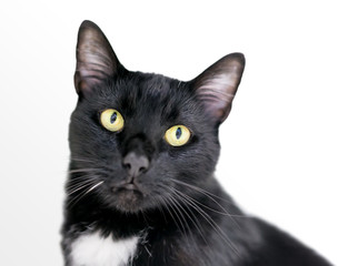 A black and white domestic shorthair Tuxedo cat with yellow eyes