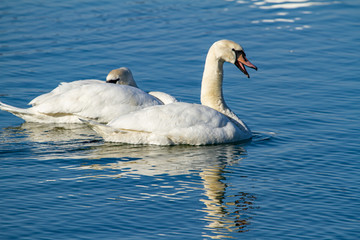 Swans on the lake