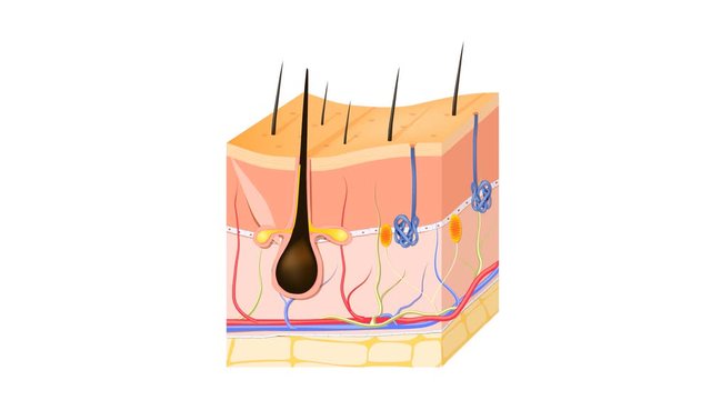 Layers Of Human Skin with hair follicle, sweat and sebaceous glands. Epidermis, dermis, hypodermis and muscle tissue. Skin anatomy. Layers: epidermis (with hair follicle, sweat and sebaceous glands), 