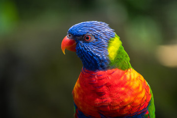 Papageien Portrait