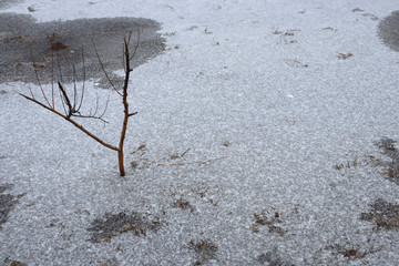Small tree growing out of ice