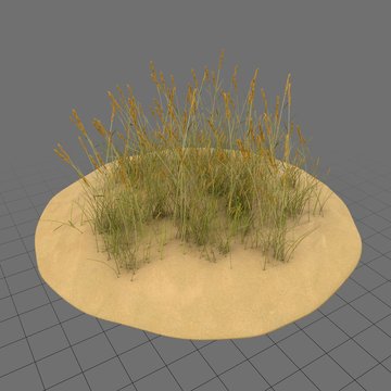 Sand dune with grass 1