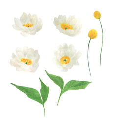 Fototapeta premium Watercolor painting spring floral set with flowers, leaves isolated on white. Design elements for wedding invitation, greeting card.
