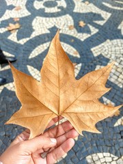 yellow maple leaf