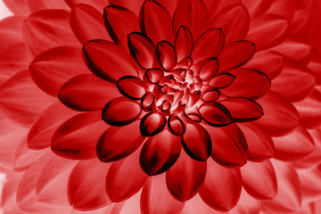 Red  dahlia petals macro, floral abstract background. Close up of flower dahlia for background