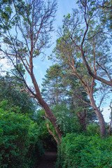 Path Through the Trees