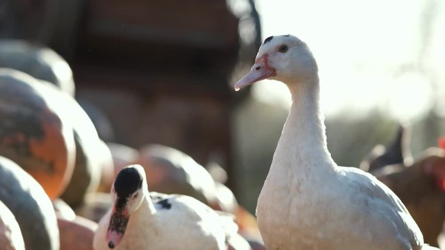 White geese walking and feeding at open farm yard.