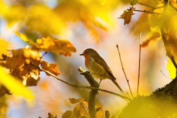 Ein Rotkehlchen sitzt im Herbst auf einem Ast inmitten von gelben goldenen Blättern, Erithacus rubecula