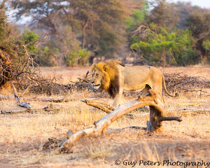 male lion